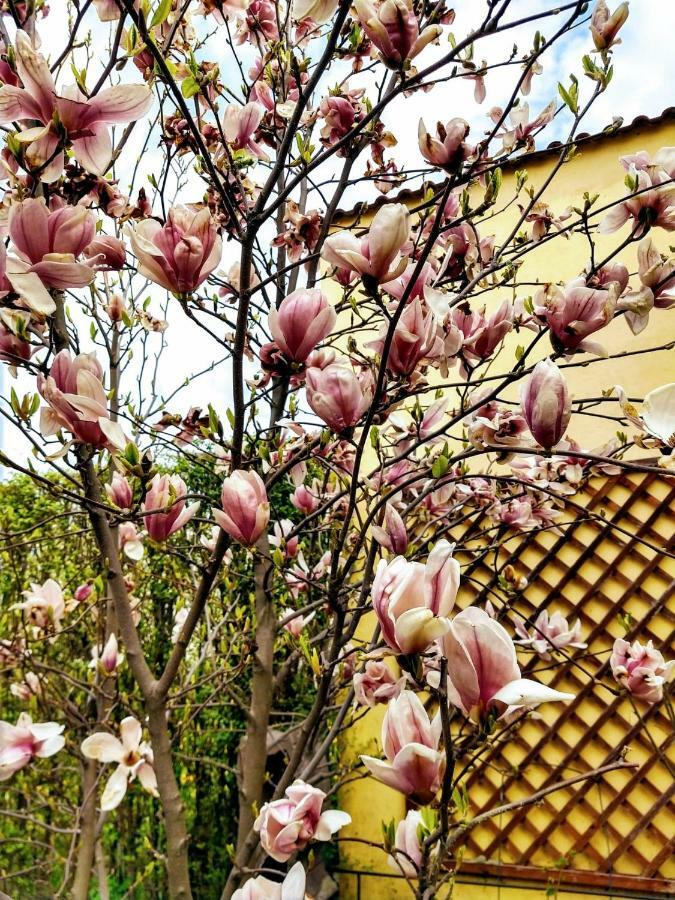 Pensiunea Magnolia Сибиу Екстериор снимка