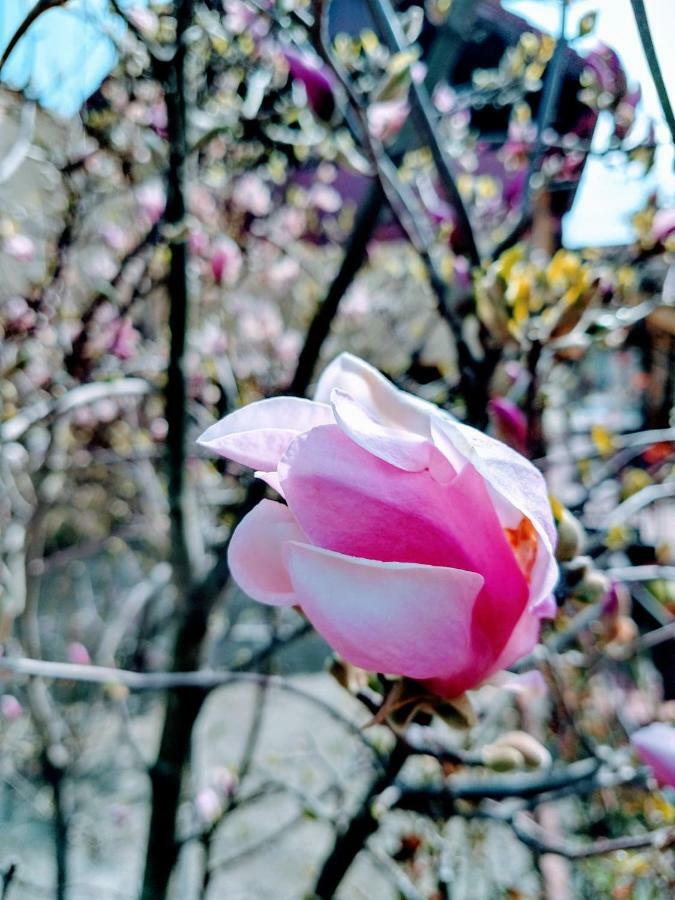 Pensiunea Magnolia Сибиу Екстериор снимка
